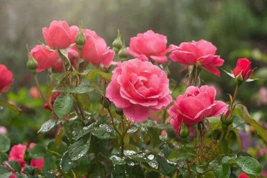 Розы почернели после зимы — не спешите выкидывать: 3 простых шага для спасения куста