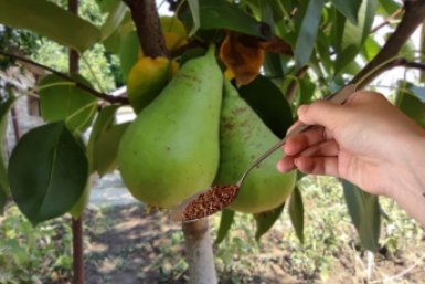 Груша зацветет как никогда: 100 г на 10 л воды - секрет пышного цветения и завязей без пустоцветов