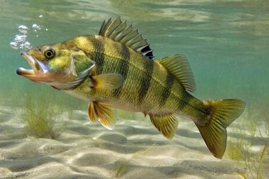 Окунь клюет стабильно: поклевка каждые 5 минут — идеальная оснастка для любого водоема