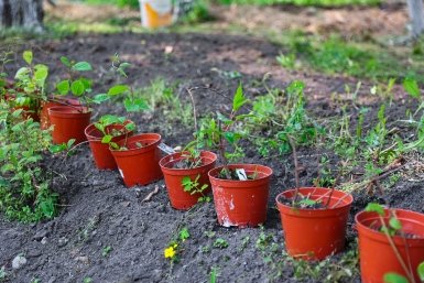 Россиян предлагают не штрафовать за самостоятельное озеленение дворов