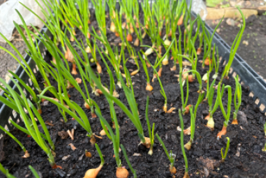 Перед посадкой лука - обязательно: 100 г на 10 литров - в стрелку точно не уйдет