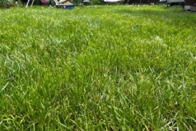 В Подмосковье массово ловят водителей за парковку на газонах