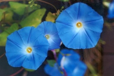 Дачники, за эти красивые цветы на даче посадят быстрее, чем за наркотики