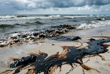 Сезон в Анапе снова под угрозой — новый выброс мазута 11 апреля: птицы и дельфины в нефти, а туристы опечалены