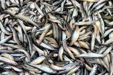 Тематическое фото Росрыболовство Охотское