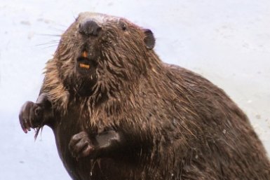 Бобров стали чаще замечать в центре столицы commons.wikimedia.org