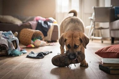 Разрушат квартиру за час: топ-6 пород собак, которые не выносят одиночества - честный отзыв владельцев