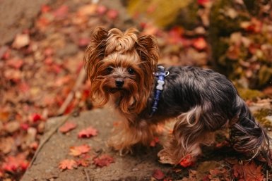 Домашняя собака Яна Гайдук, ИА PrimaMedia.ru