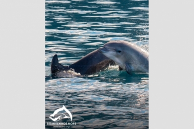 Под Севастополем в акватории Балаклавы появились маленькие дельфинята