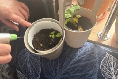 1 приём после петельки всходов — и рассада томатов не вытягивается даже на тёплом подоконнике