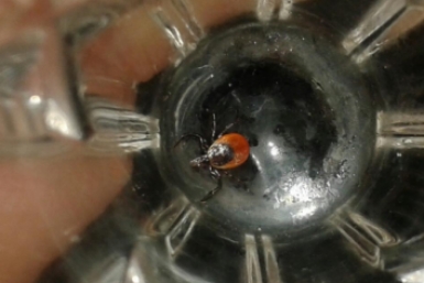 Первый случай заболевания клещевым боррелиозом в сезоне выявили на Ставрополье Кирилл Роткин, ИА IrkutskMedia