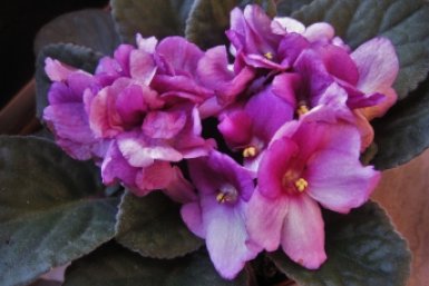 Для пышного цветения фиалке — обязательно: 1 г в воду — и "шапки" сенполии объемнее кудрей Пушкина