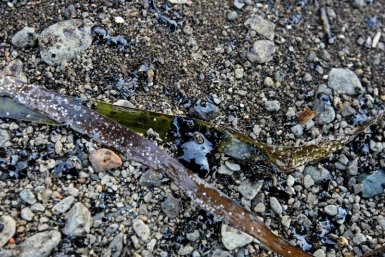 Росприроднадзор отсудил 129 млн рублей за загрязнение почвы под Новороссийском