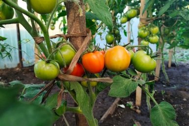 Томатам во время цветения – важнее воды: 1 щепотка на 10 литров – и каждый цветок образует плод