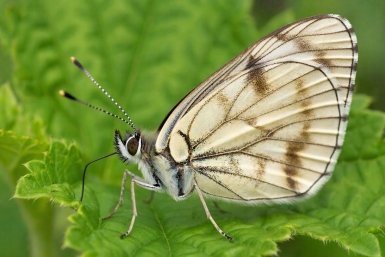 Пяденица атакует сады. Заслуженный агроном рассказывает, как с ней бороться