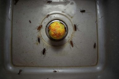 Уничтожите тараканов за ночь: 1 шарик под раковину – и вредители дохнут пачками