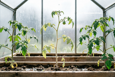 Томатам в теплице в апреле — обязательно, иначе урожая с лупой не найдете: мощная агротехника для коренастости