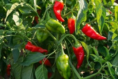 2 ложки на ведро воды: Питание для перцев в сезон - плодов будет, как песка на пляже