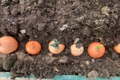 Не лук, а чисто монстр: крупный, ядреный и сочный — весь секрет в хитрой посадке