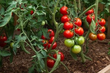 Дачники, эти 5 вредителей портят ваши томаты - гоните их с огорода