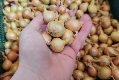 Перед посадкой севка - обязательно: 5 г в воду - головки вырастут крупнее кулака Емельяненко, не гниют и не болеют