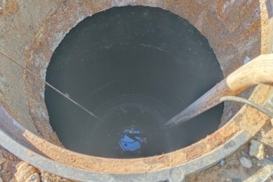 Какое растение "выпивает" септик в 2 счета: забудьте про ассенизаторов и переполнения - хитрость от эксперта