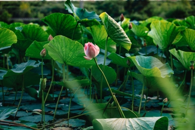 "Прибило к берегу": жуткое зрелище на популярном озере с лотосами в Приморье – кадры