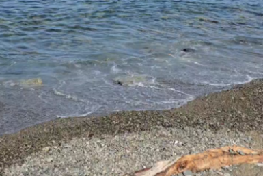 "Я вам покажу": жительница Приморья пришла погулять на пляж и обомлела – видео