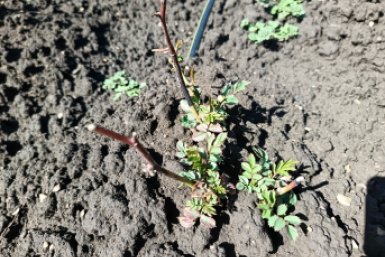 Чахлым розам после зимы — важнее всего: как спасти кусты, если почернели — план действий