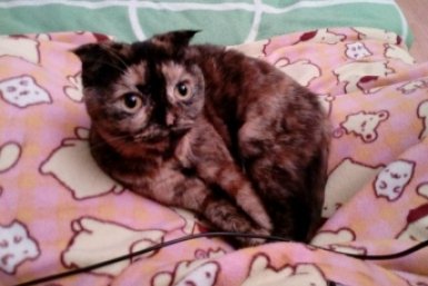 Житель Воздвиженки лишился 22 тысяч рублей, продавая породистых котят