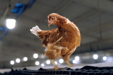 Всего 212 млн яиц произвели в Приангарье за три месяца - но этого оказалось мало Евгений Кулешов, ИА PrimaMedia