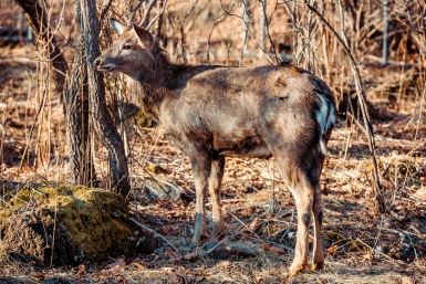 Популяция пятнистого оленя выросла почти в 1,5 раза на юге Приморья