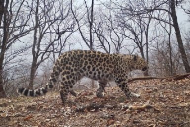 Расширение территории по-леопардски: кадрами присвоения поделились в Приморье Пресс-служба национального парка &quotЗемля леопарда&quot