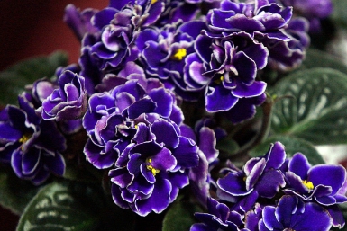 1 ложка в воду — и не фиалка, а растрепанная прима подоконника: цветёт пышным куполом без остановки