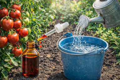 Срочно, 2 капли на ведро — и томаты виснут гроздьями до земли: по 18 кг с каждого куста