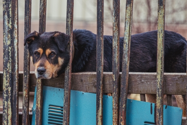 Законопроект об эвтаназии агрессивных животных принят в первом чтении в Приангарье
