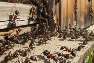 Муравьи сбегут сверкая пятками вместе с царицей: сыплю порошок – наутро ни одного вредителя