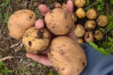 Сажаем картошку в Глафирин день – получаем в 2 раза больше урожая: не пропустите дату