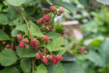 Заменила малину другим кустом – и не нарадуюсь: не "ползет" по саду, крупных ягод в 10 раз больше