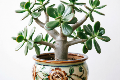 1 ложка в горшок — и толстянка нальется соком: листочки мясистые и упругие, а стебель — крепкий, как канат