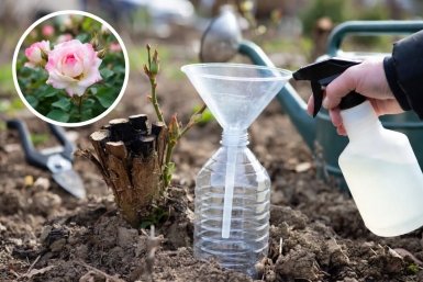 Если роза вымерзла до земли — не надо паниковать: 1 "эликсир" из аптеки и колпак из бутылки спасут куст