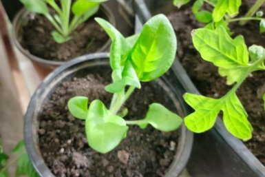 Если петунии бледнеют – срочно: 1 г в воду – и по листу, рассада пойдет в рост как на доппинге