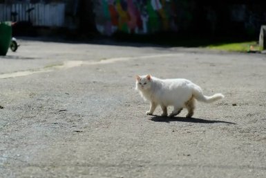 В Крыму строят приют для кошек на экоферме в Гаспре