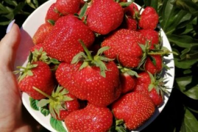 Клубничный бум гарантирован: даю этот весенний "заряд", и ягода прет как на дрожжах — сочная и огромная
