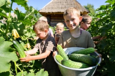 Зачем опытные дачники льют йод с молоком под огурцы: результат — 10 кг "зелёненьких" с куста