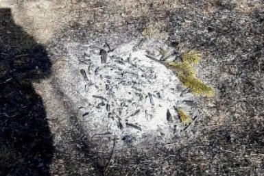 Новость дня