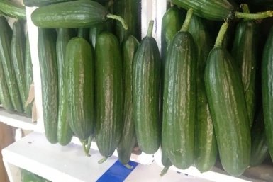 Огурцы Канал МАХ (6+) Россельхознадзора по Забайкалью