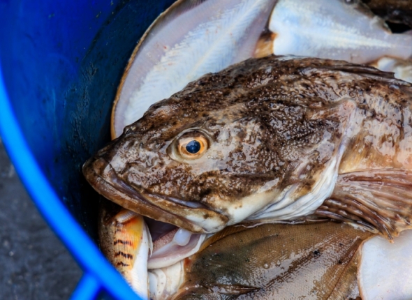 Новость дня