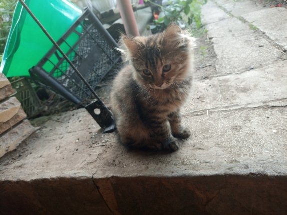 Башқұрт кискасының фотосы