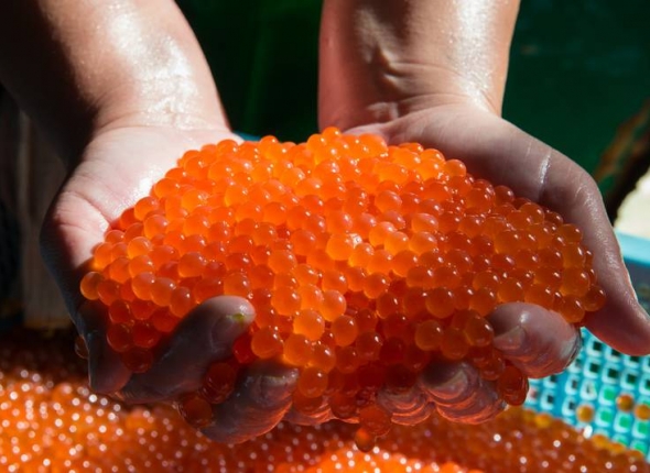 Новость дня